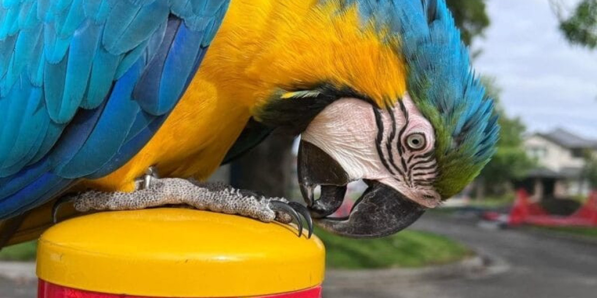 Buy Macaw: Why the Exotic Bird is the Perfect Pet for Bird Enthusiasts